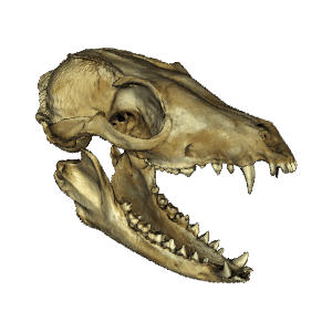 skull