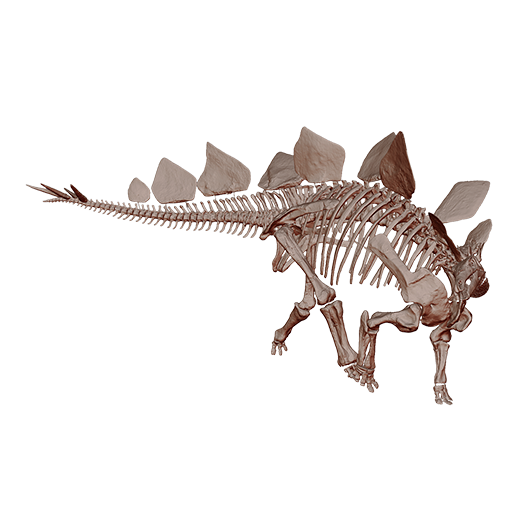 stegosaurus stegosaurus