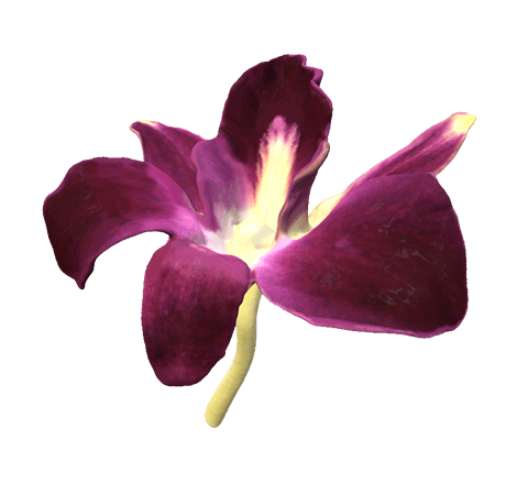 flower flower